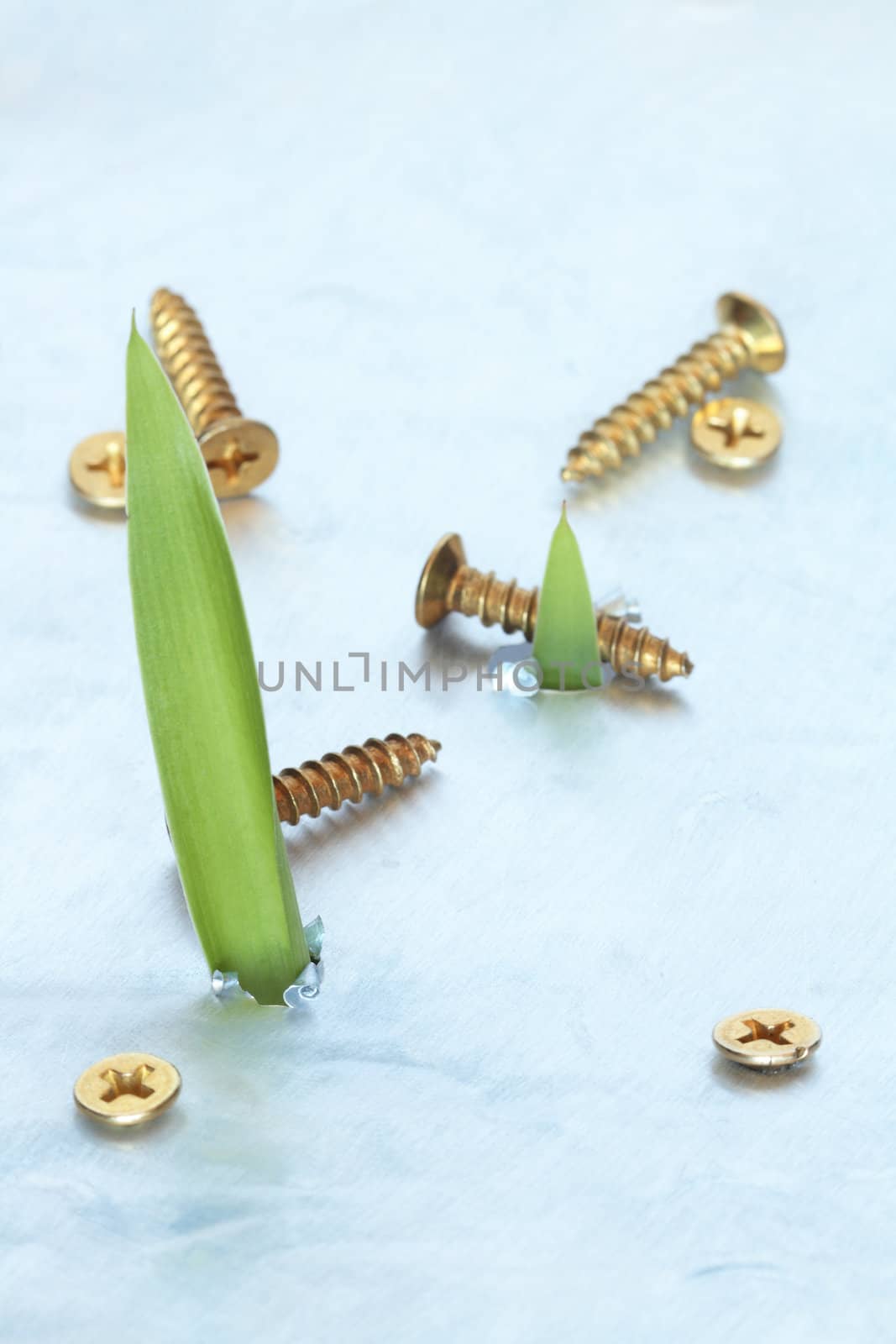 Two long green leaves growing through a hole in metal background with screws