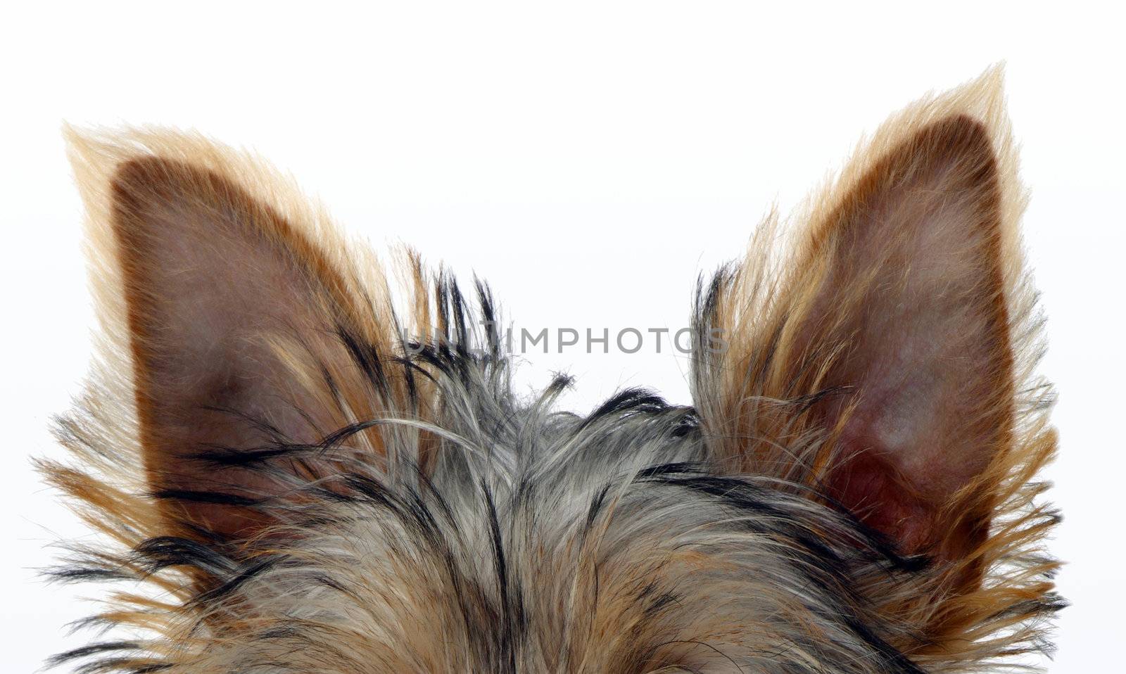 detailed shot of a Yorkshire Terrier�s ears