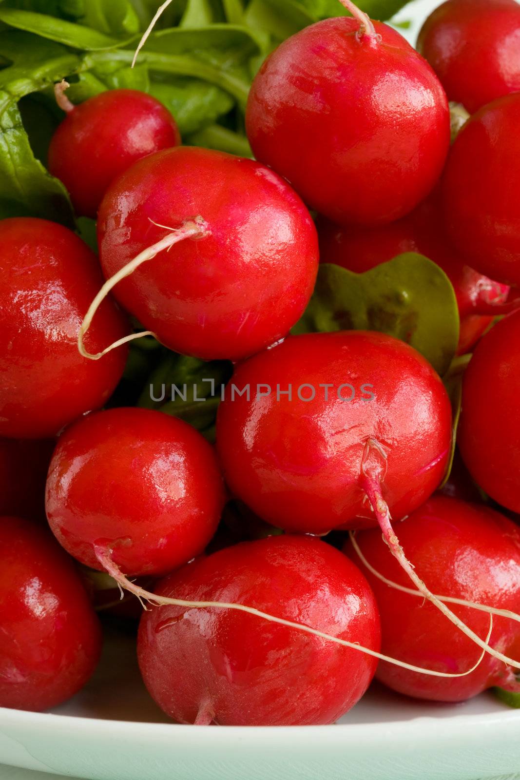 A bunch of fresh raw red radishes