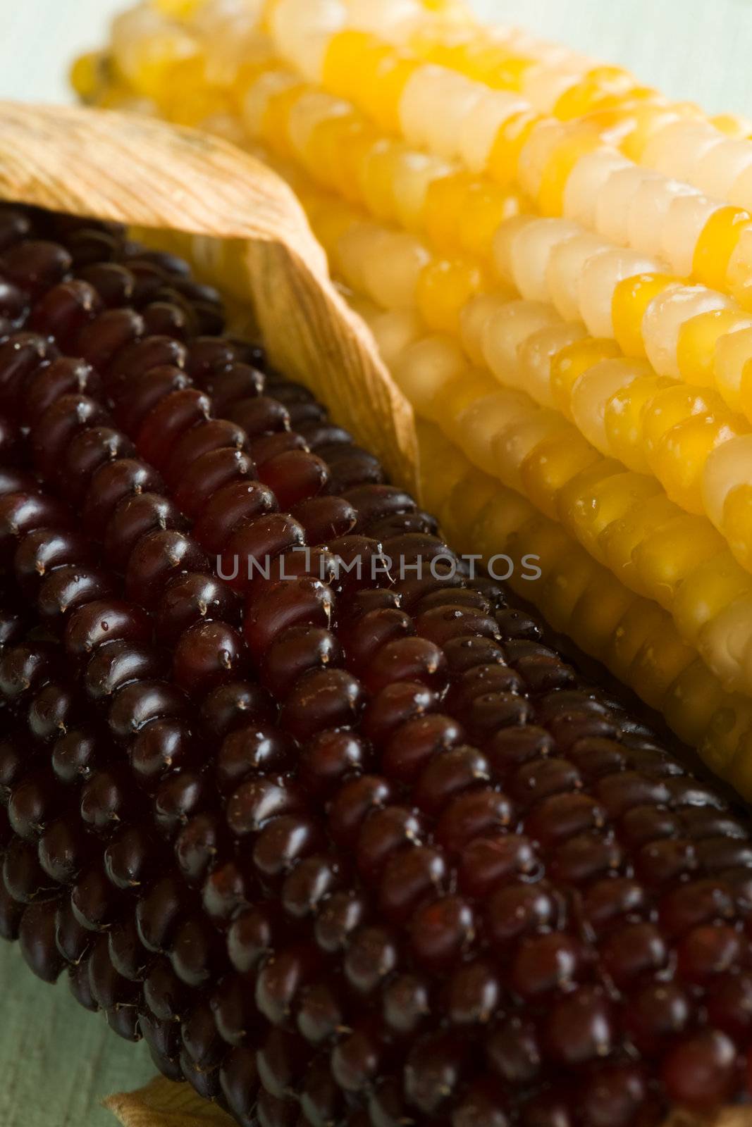 Two corn ears on a table, close-up