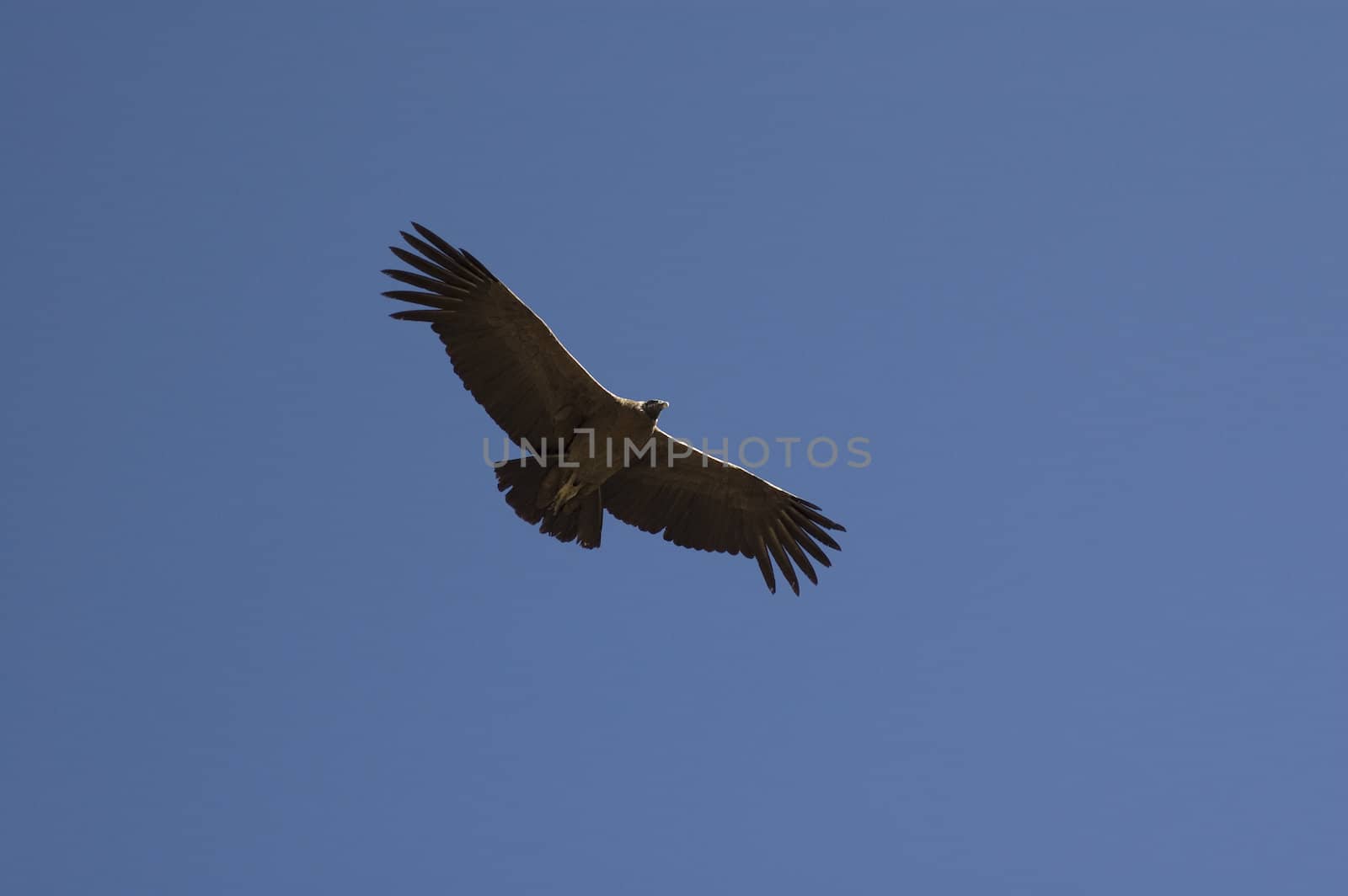 Condor fly in blue sky