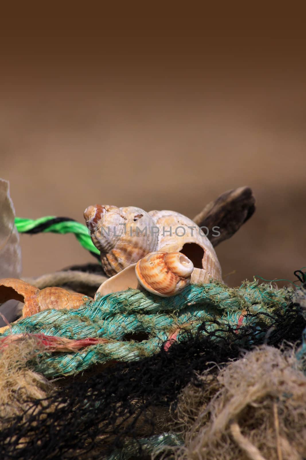 A selection of items collected from the beach consisting of washed up pieces of rope, wood and shells. Set on a portrait format with room for copy above.