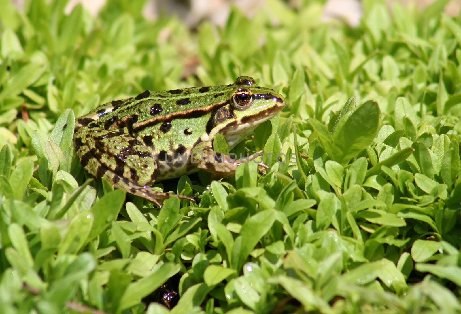 green frog