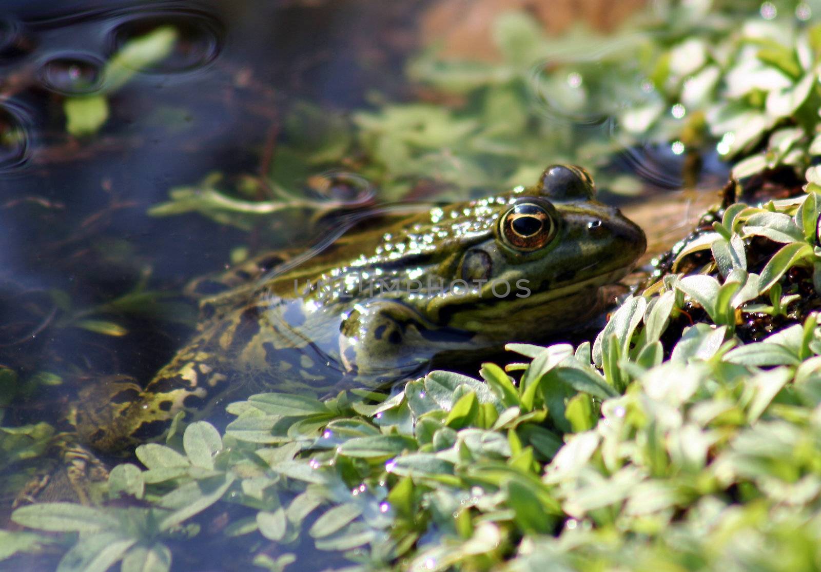 green frog