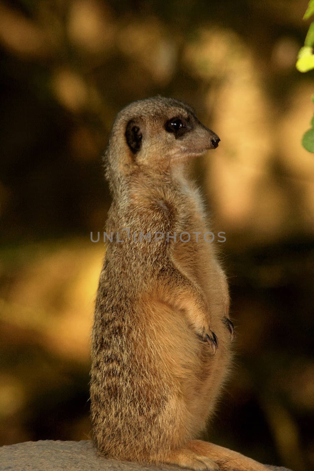 - Suricata suricatta