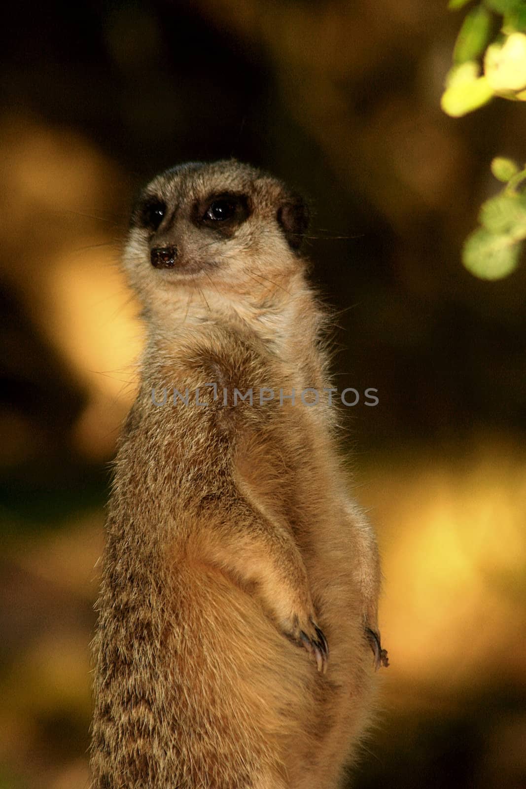 Meerkat by Bullysoft