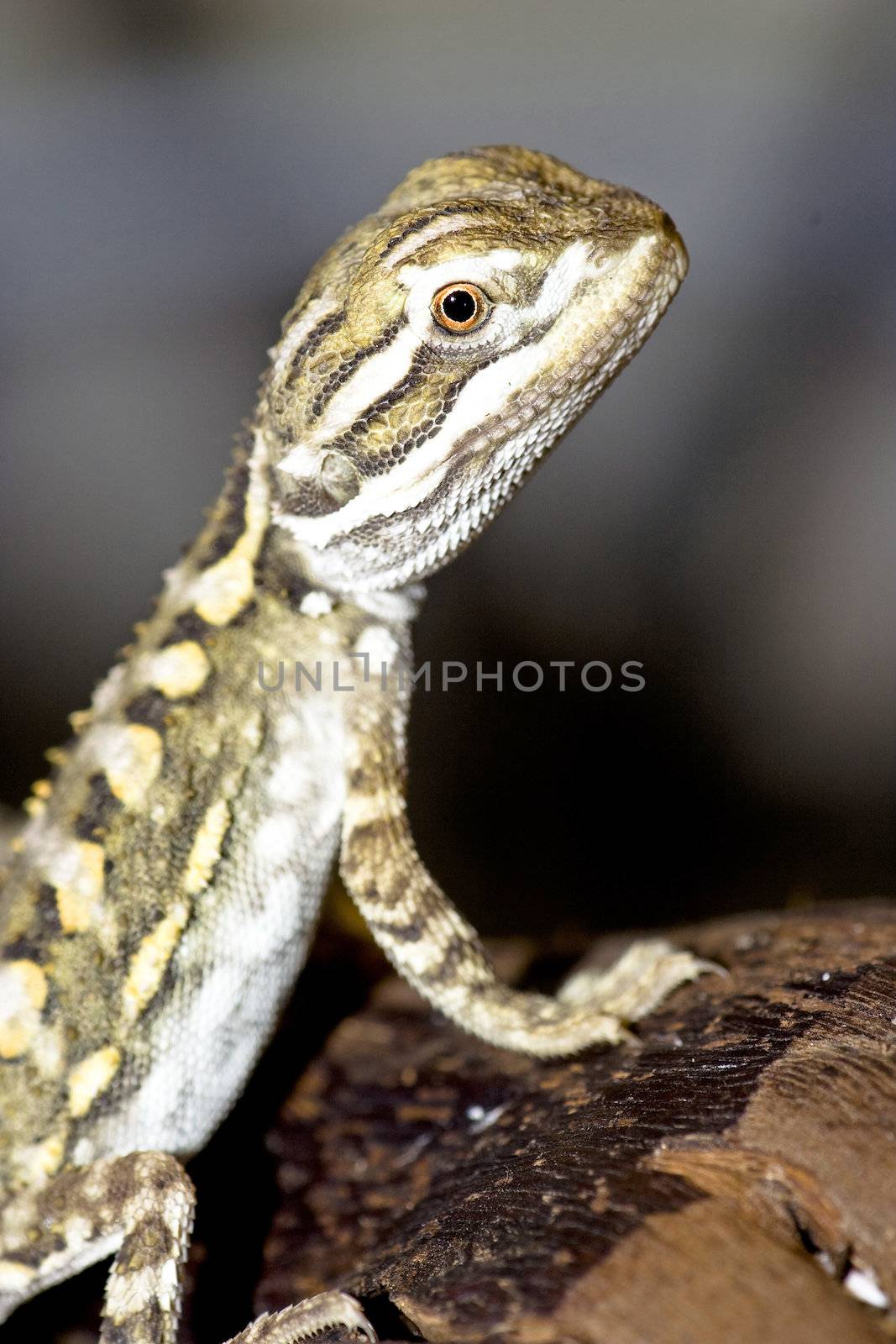 young bearded dragon ( Pogona vitticeps )