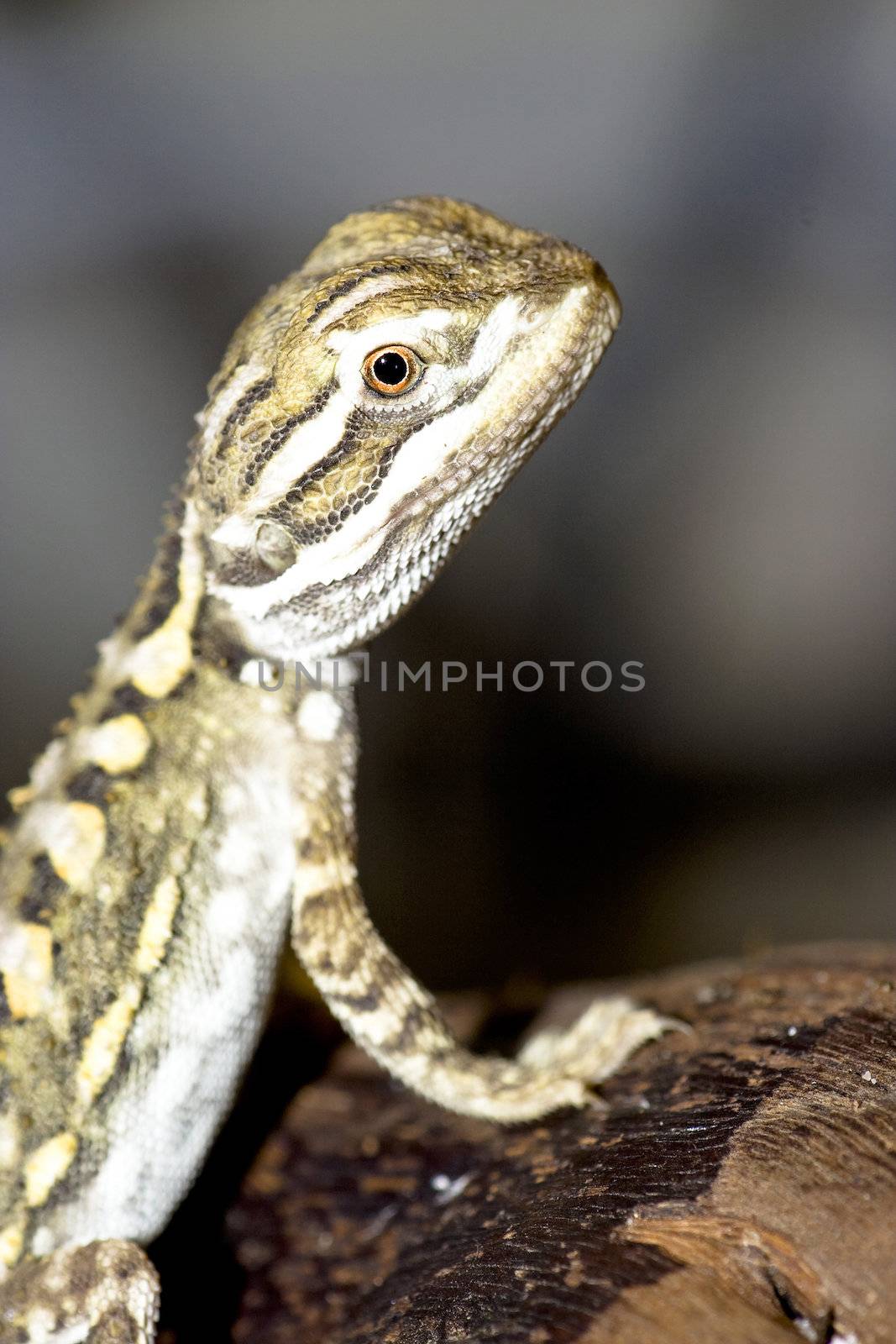 young bearded dragon ( Pogona vitticeps )