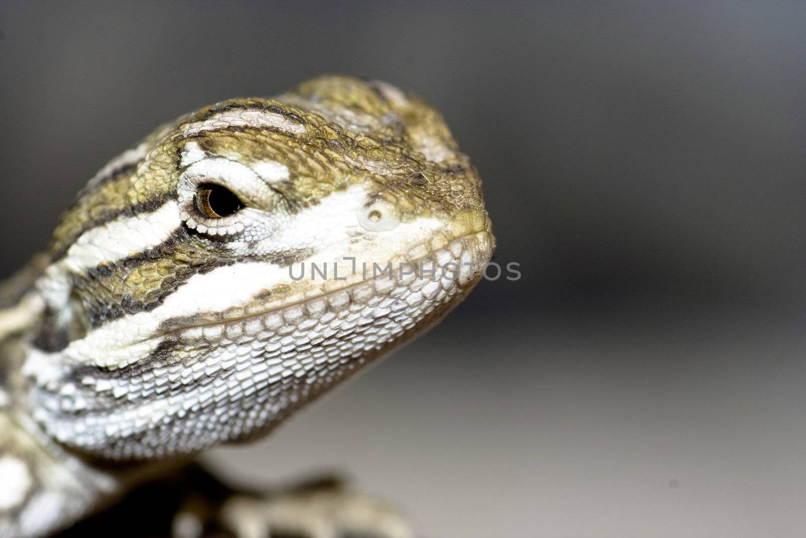 young bearded dragon ( Pogona vitticeps )