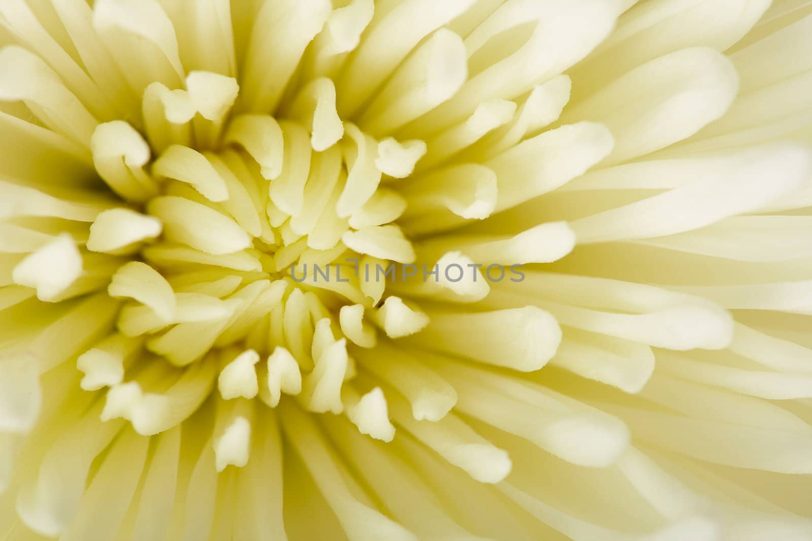 White aster flower photographed in close-up - background