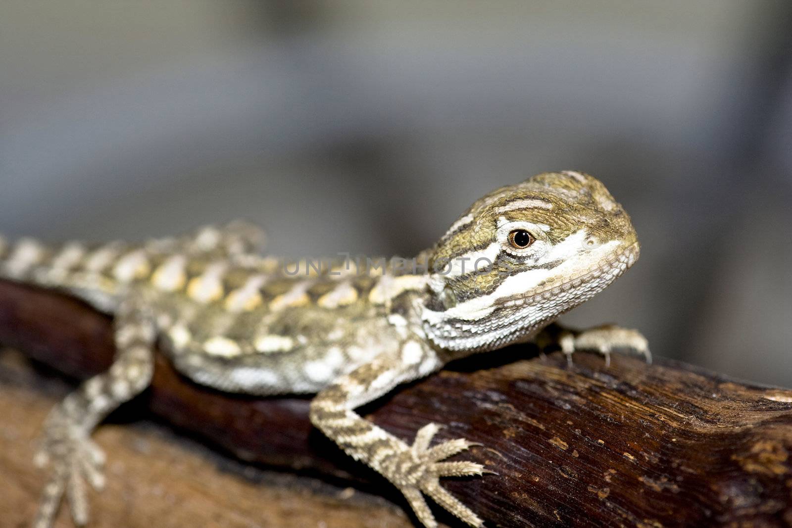 young bearded dragon ( Pogona vitticeps )