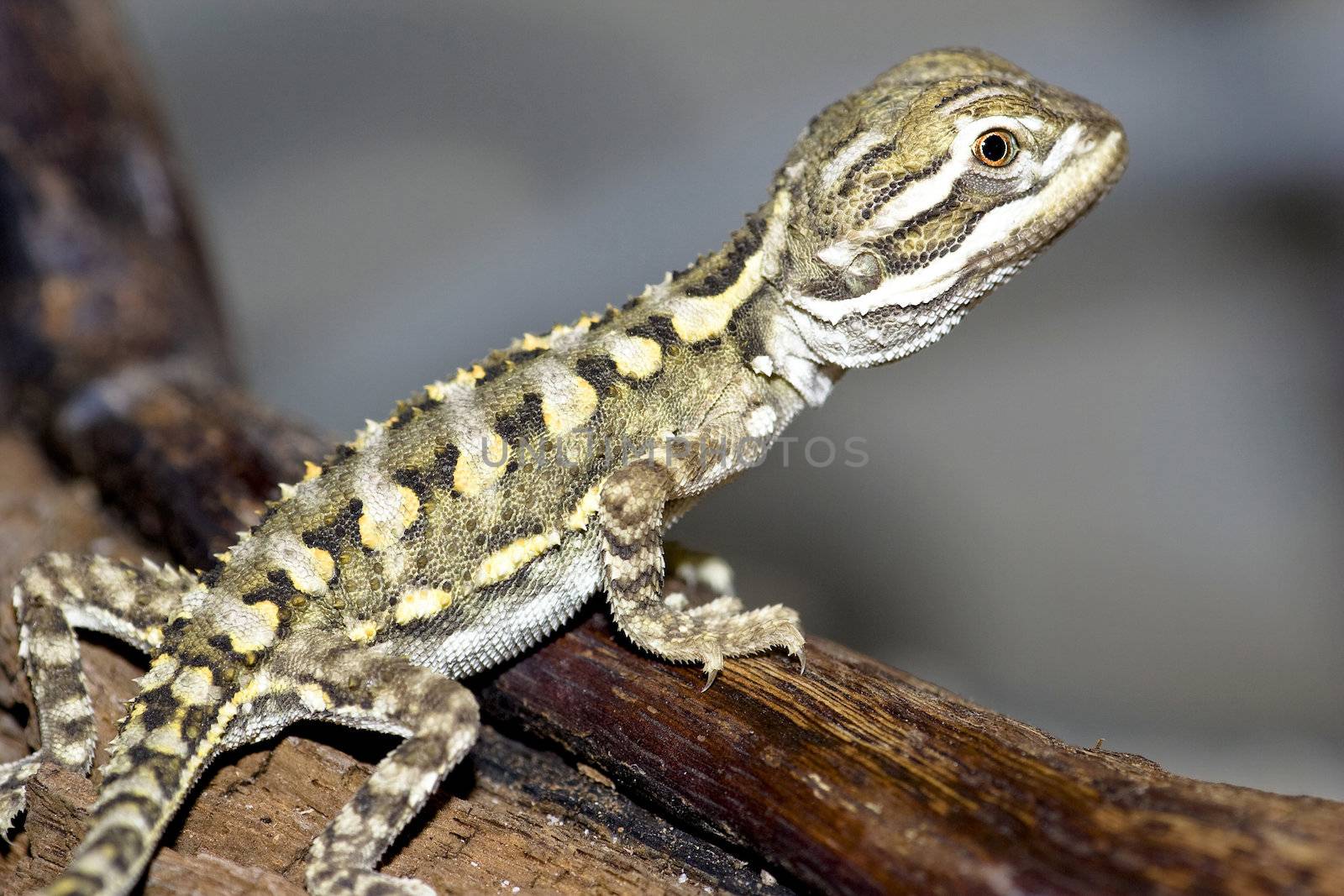 young bearded dragon ( Pogona vitticeps )