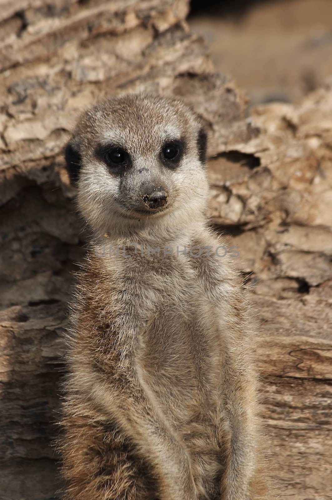 Meerkat by Bullysoft