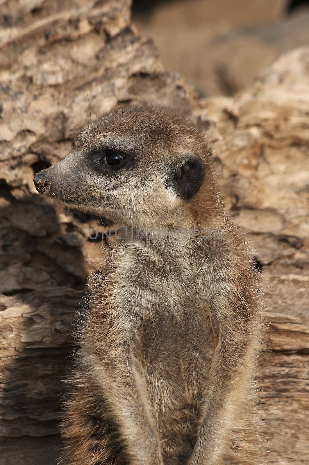 Meerkat by Bullysoft