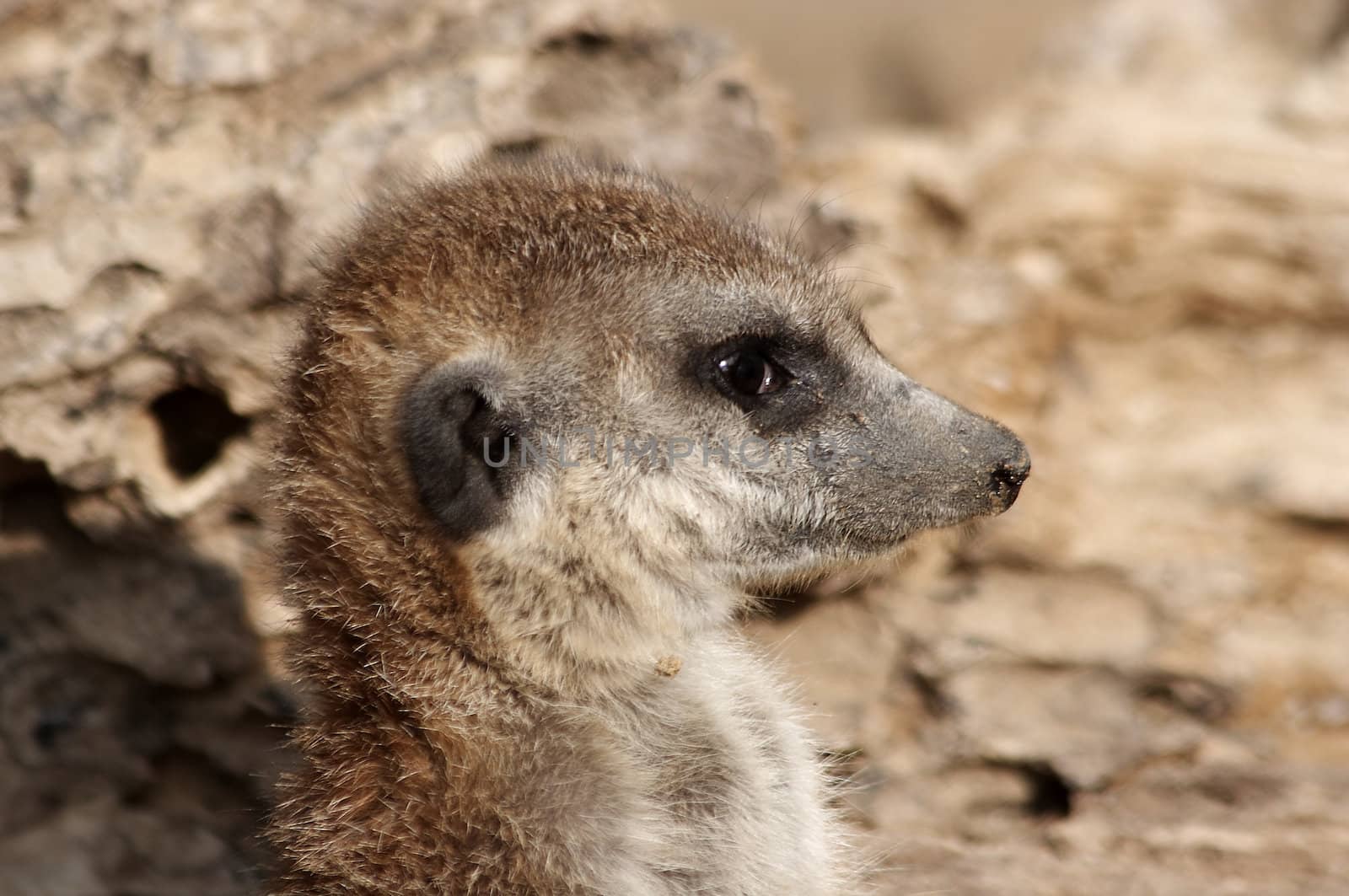 - Suricata suricatta