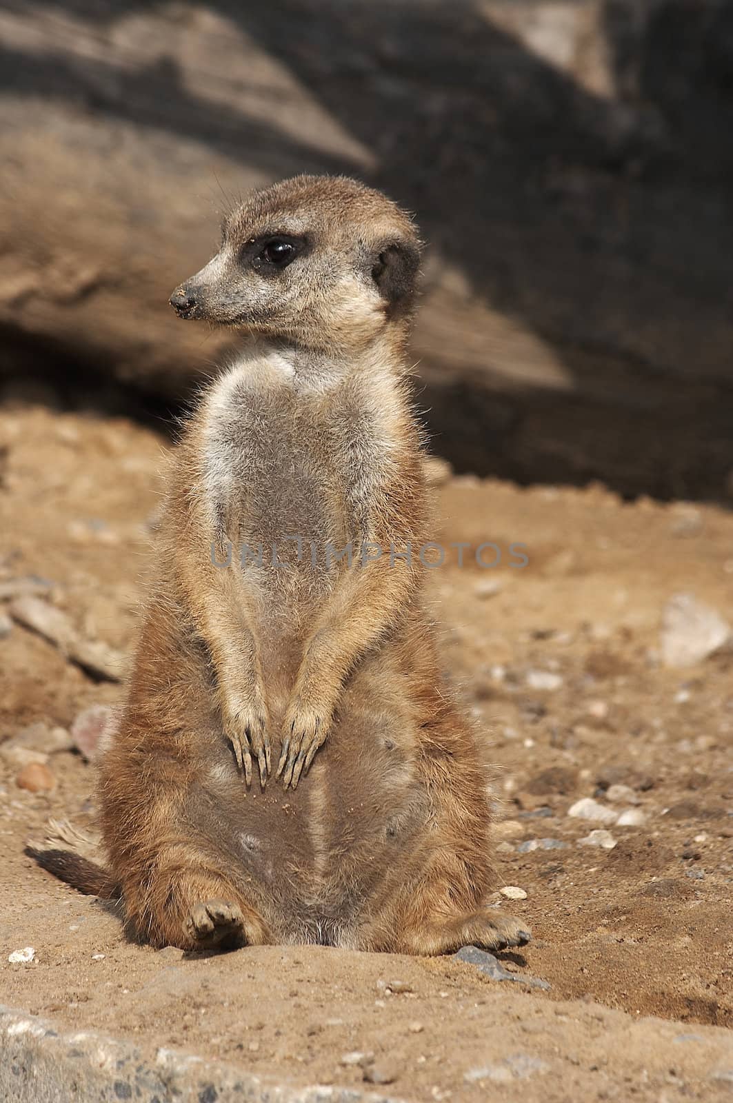 Meerkat by Bullysoft