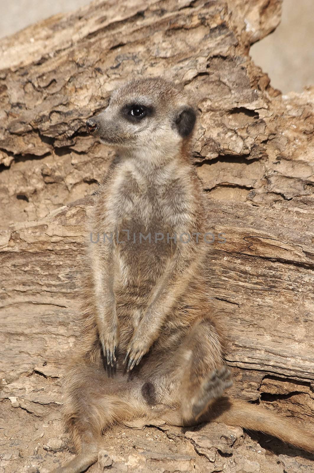 Meerkat by Bullysoft