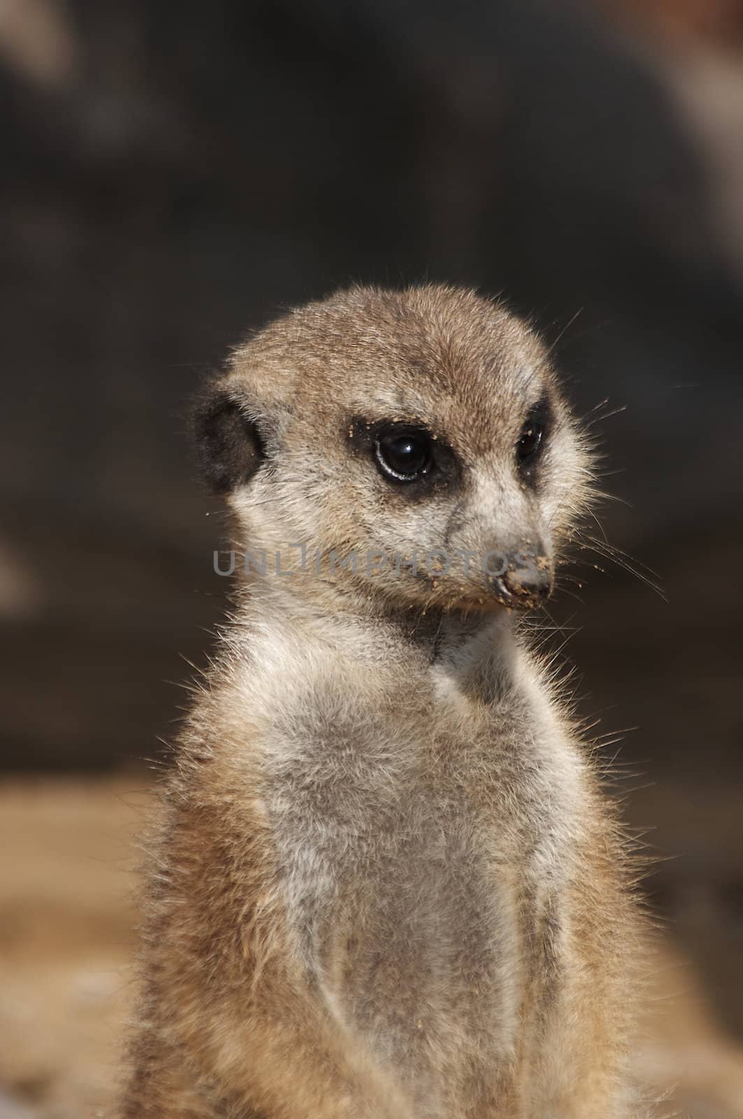 Meerkat by Bullysoft