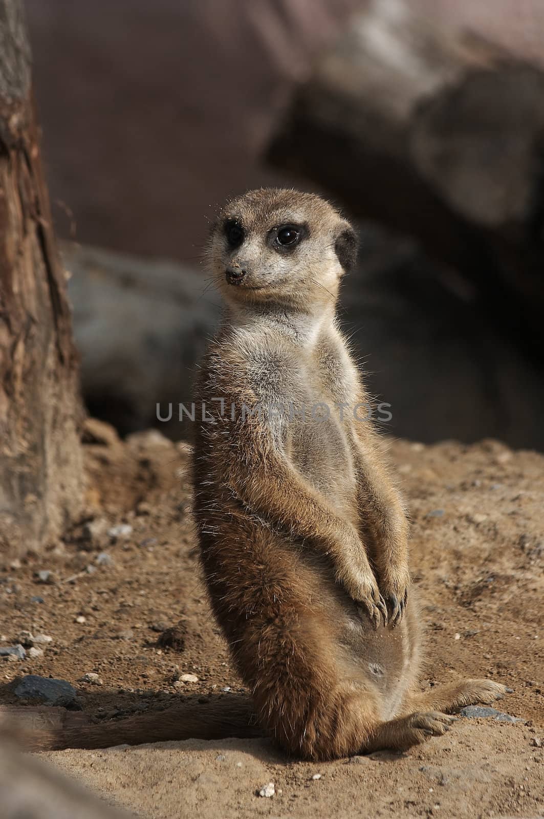 Meerkat by Bullysoft