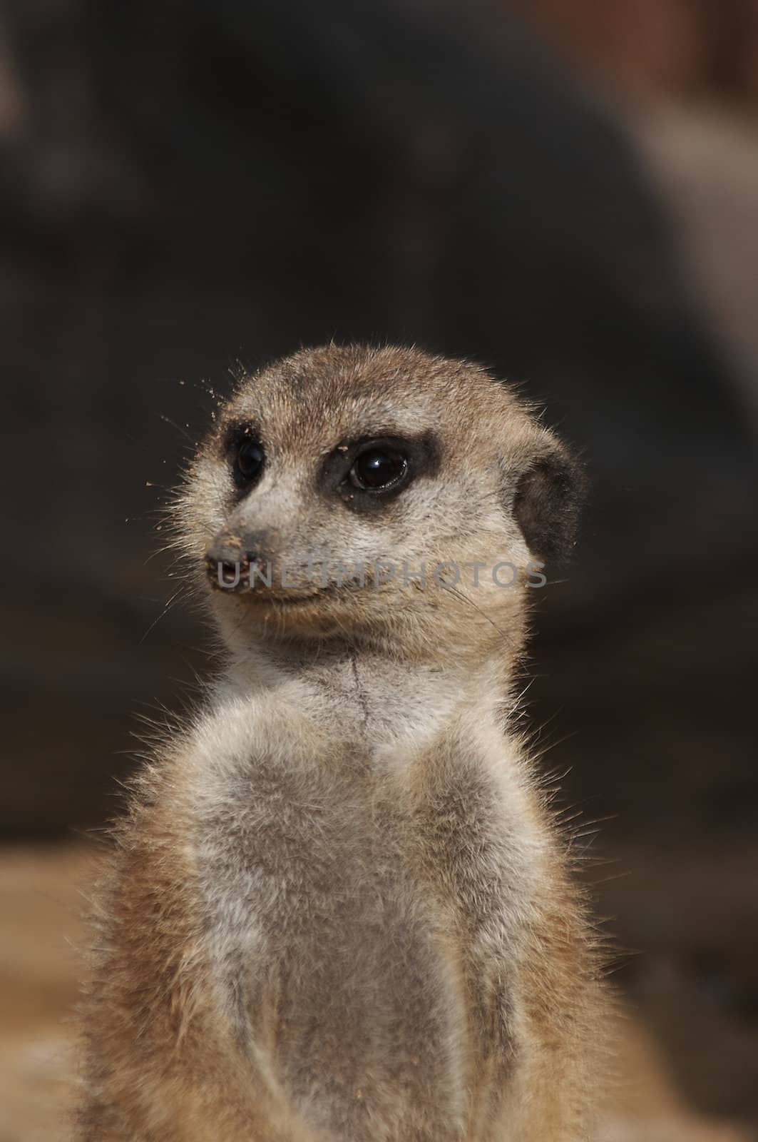 Meerkat by Bullysoft