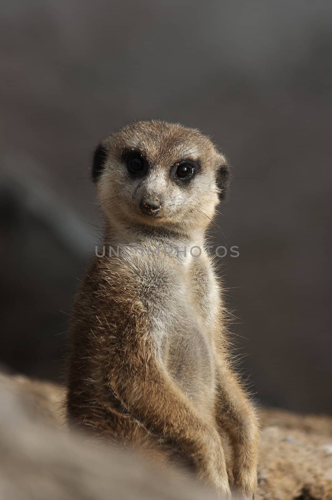 - Suricata suricatta