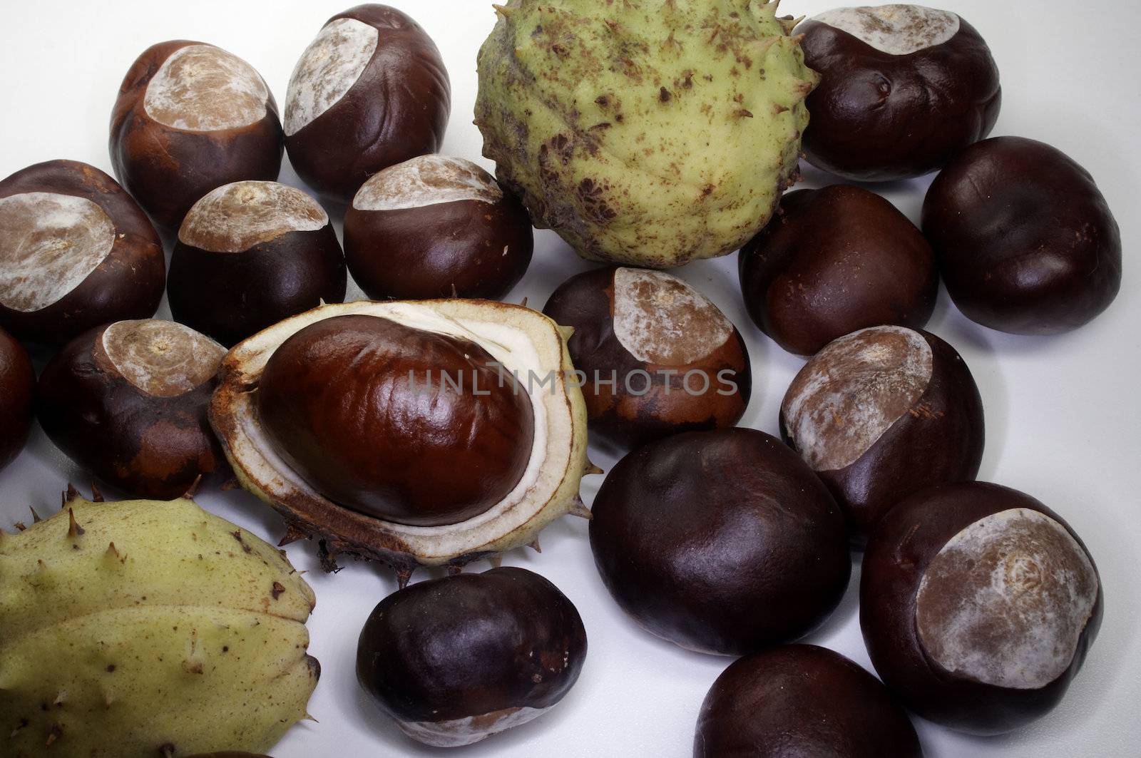 Chestnut