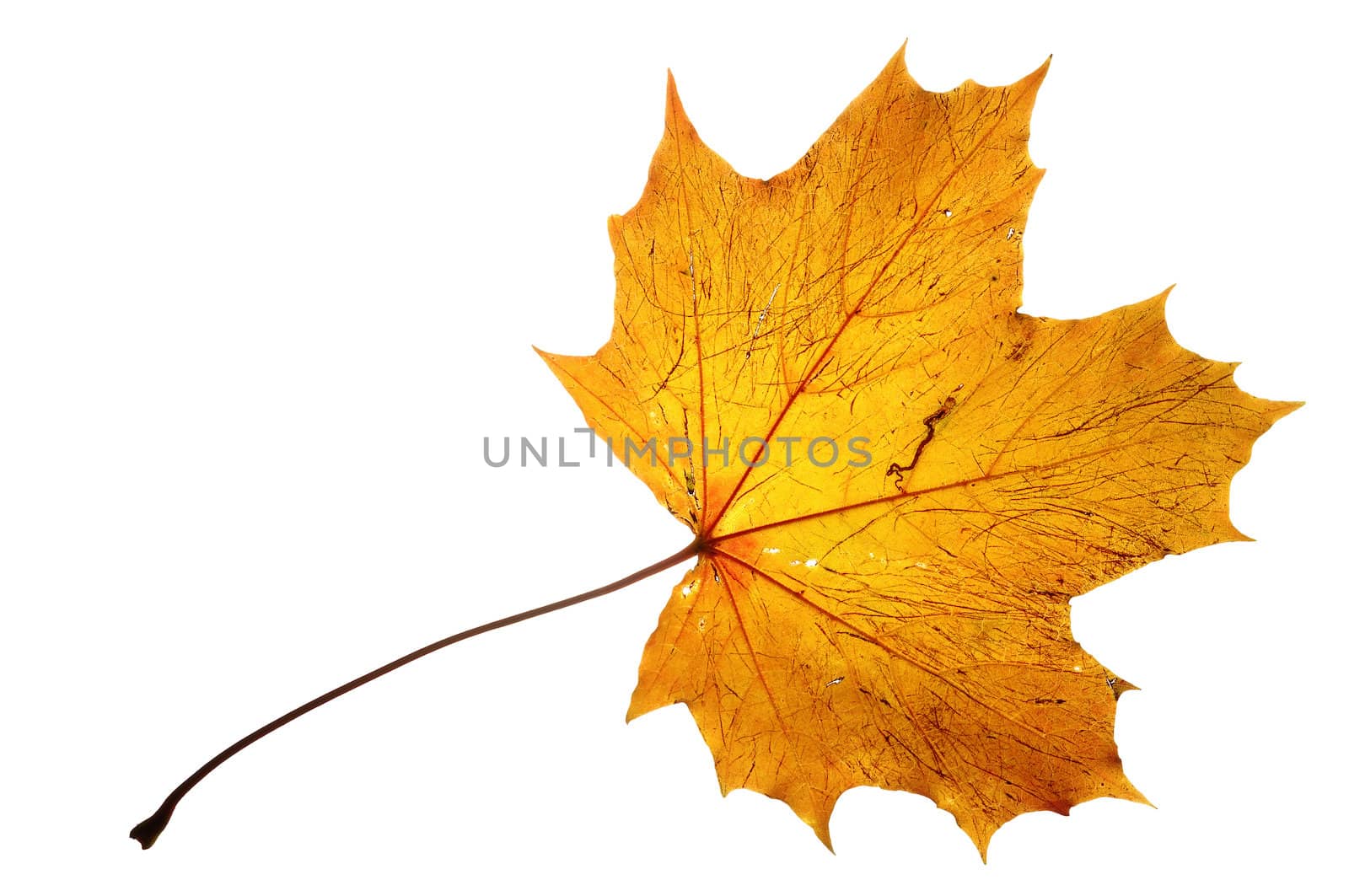 Detail (close-up) of the maple leaf