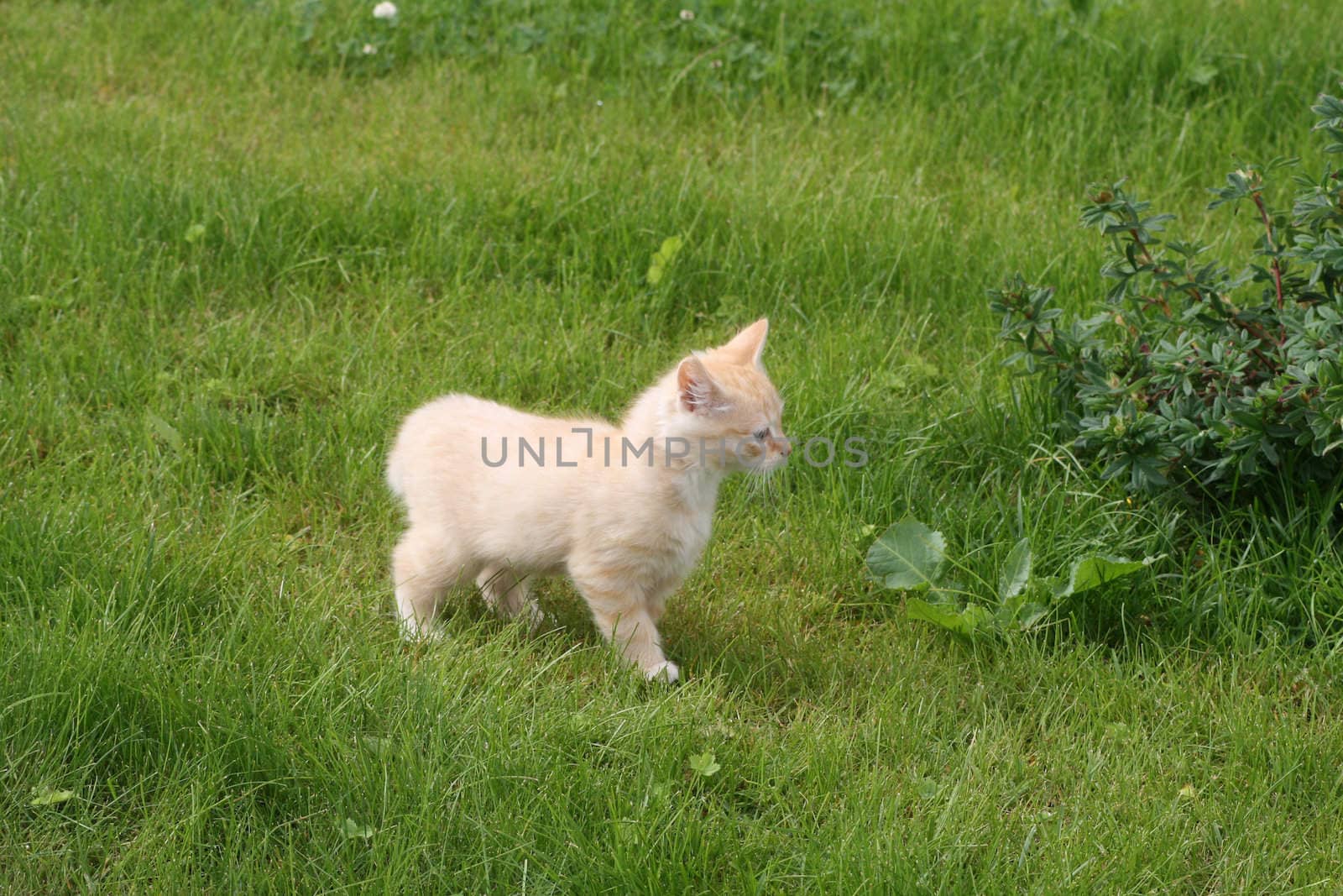 A reddish kitten curiously walking a green field