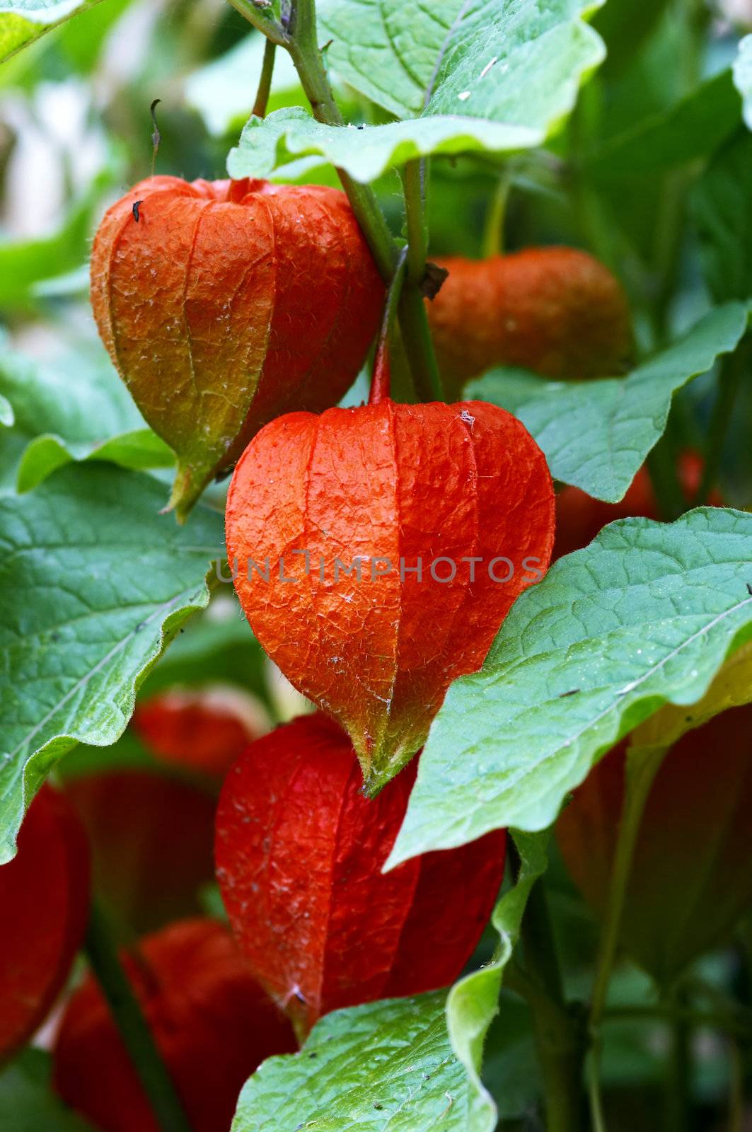 Detail of the berry of the physalis alkekengi