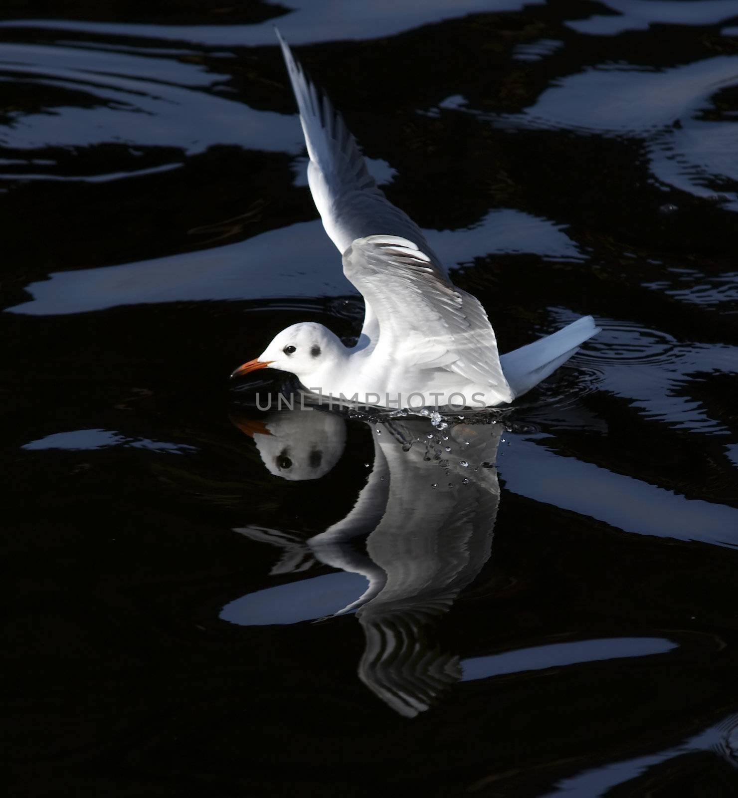 Shot of the gull floating on the water