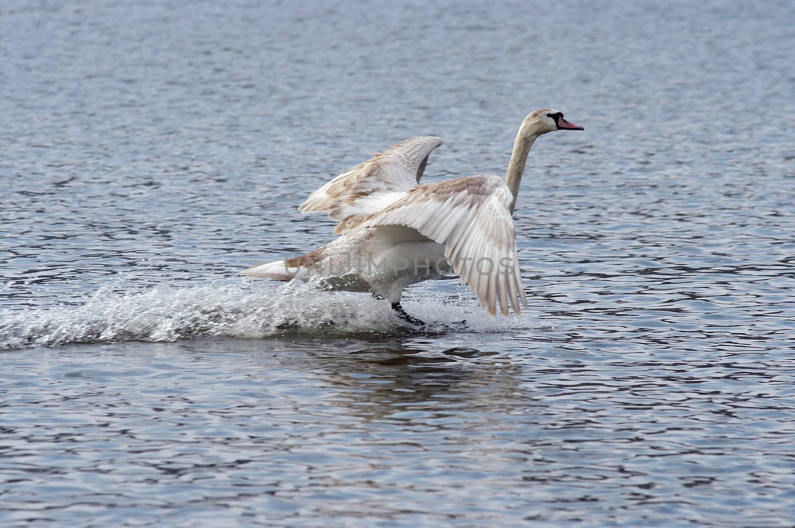 Shot of the flying mute swan - splashdown
