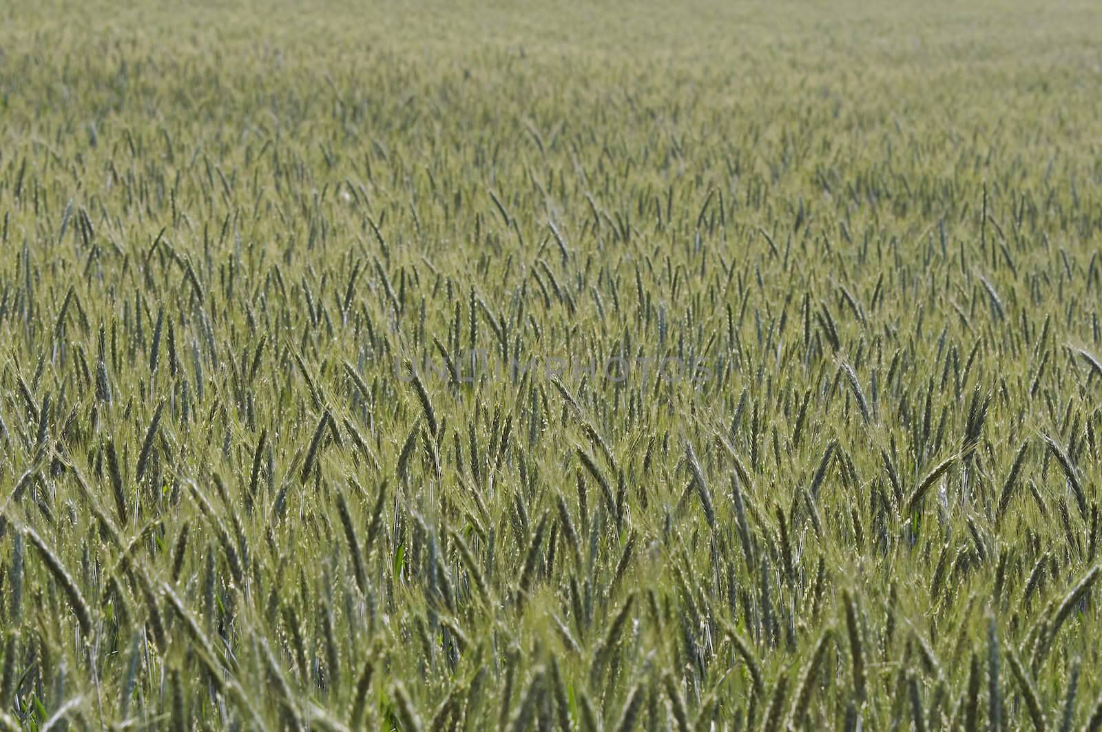 Shot of the field of the oats