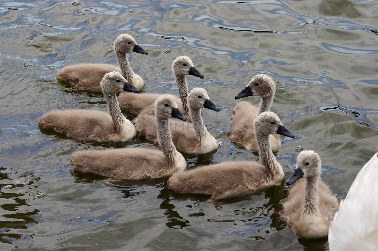 Shot of the cygnets on the water