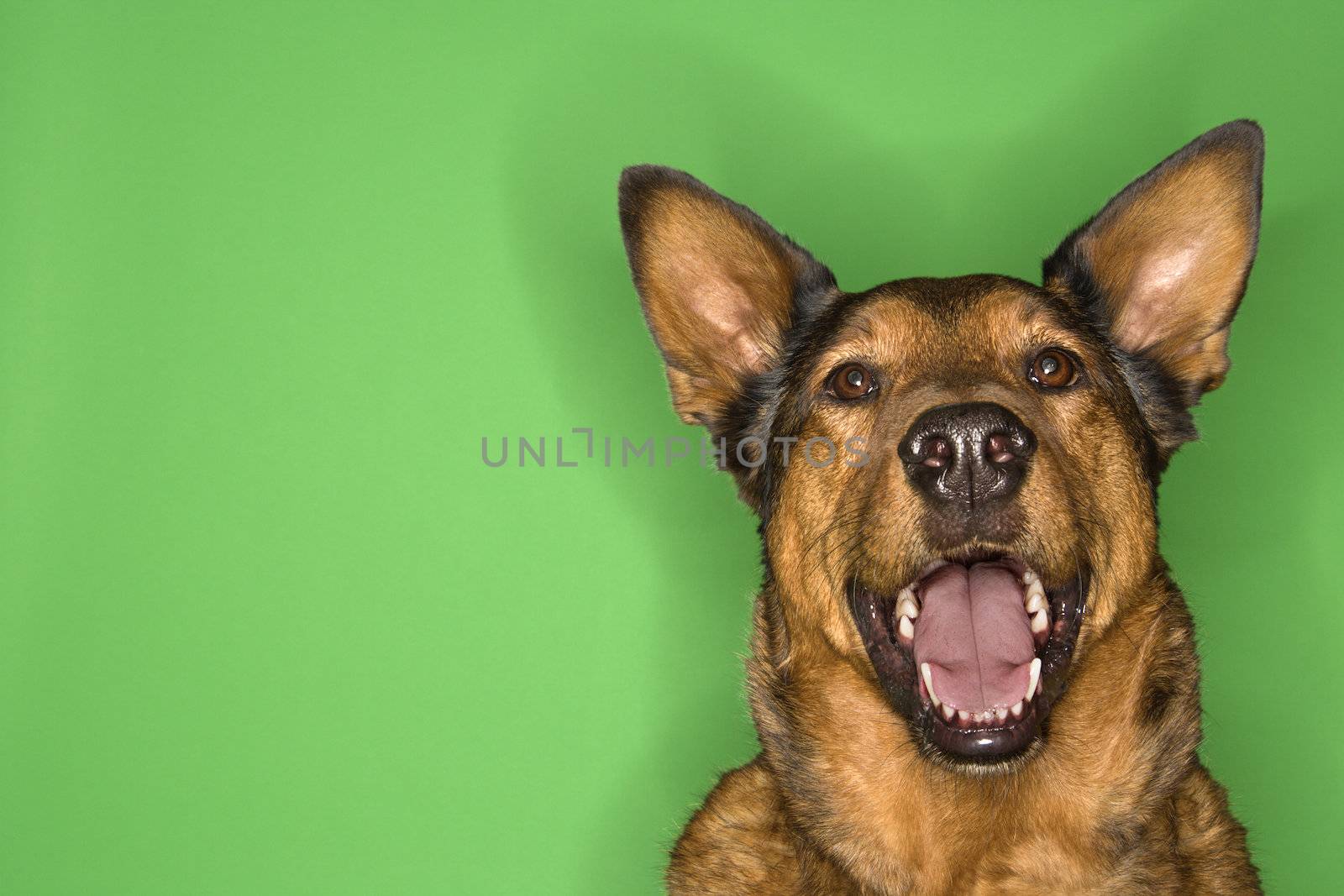 Mixed breed brown dog smiling.