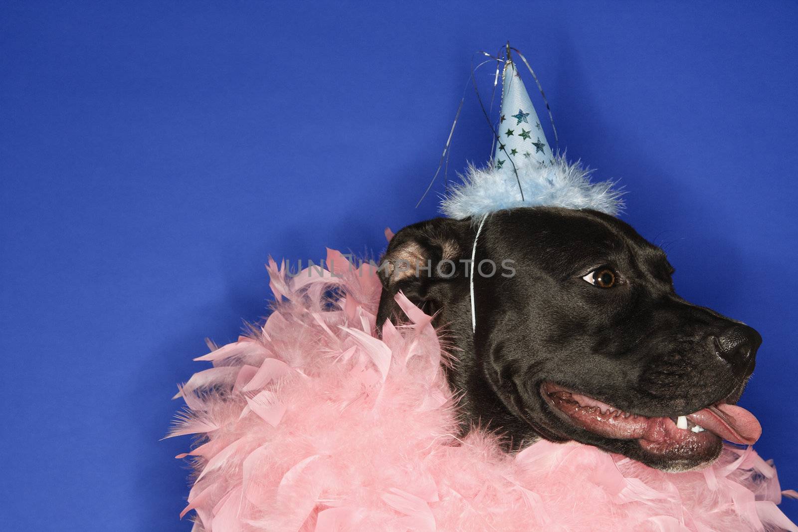Dog in party hat and feather boa. by iofoto
