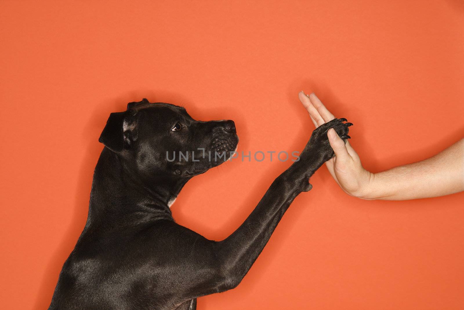 Dog giving woman high five. by iofoto