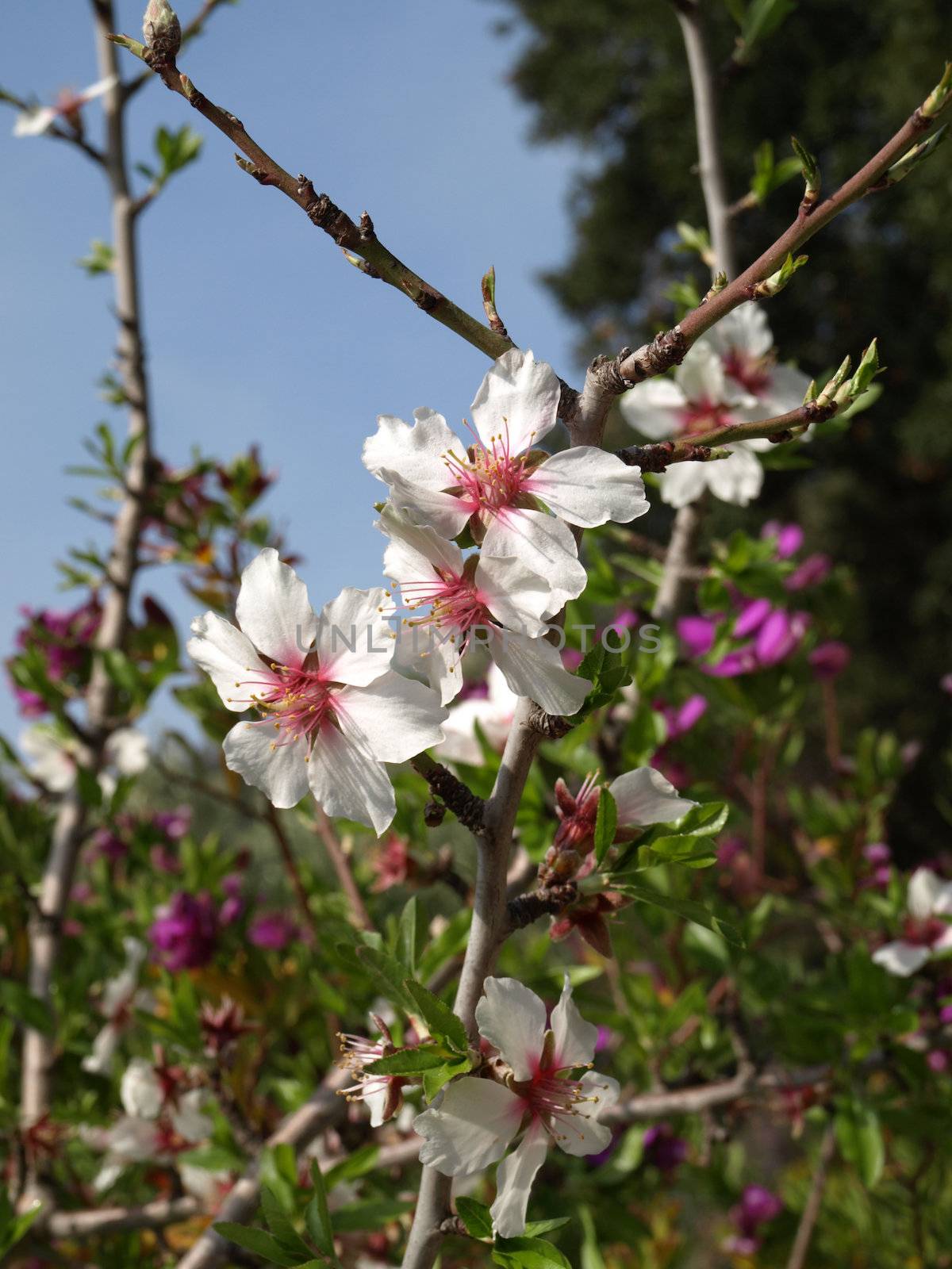 Almond flowers by jbouzou