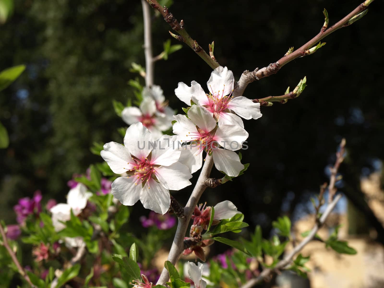 image of some almond flowers announcing springtime