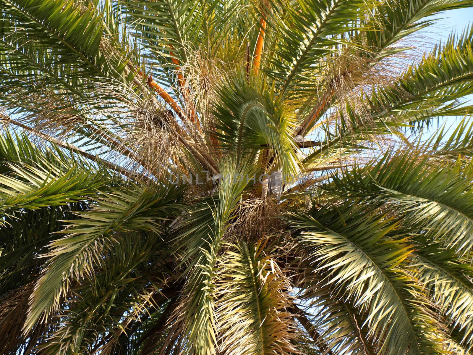 close up image of a palm tree