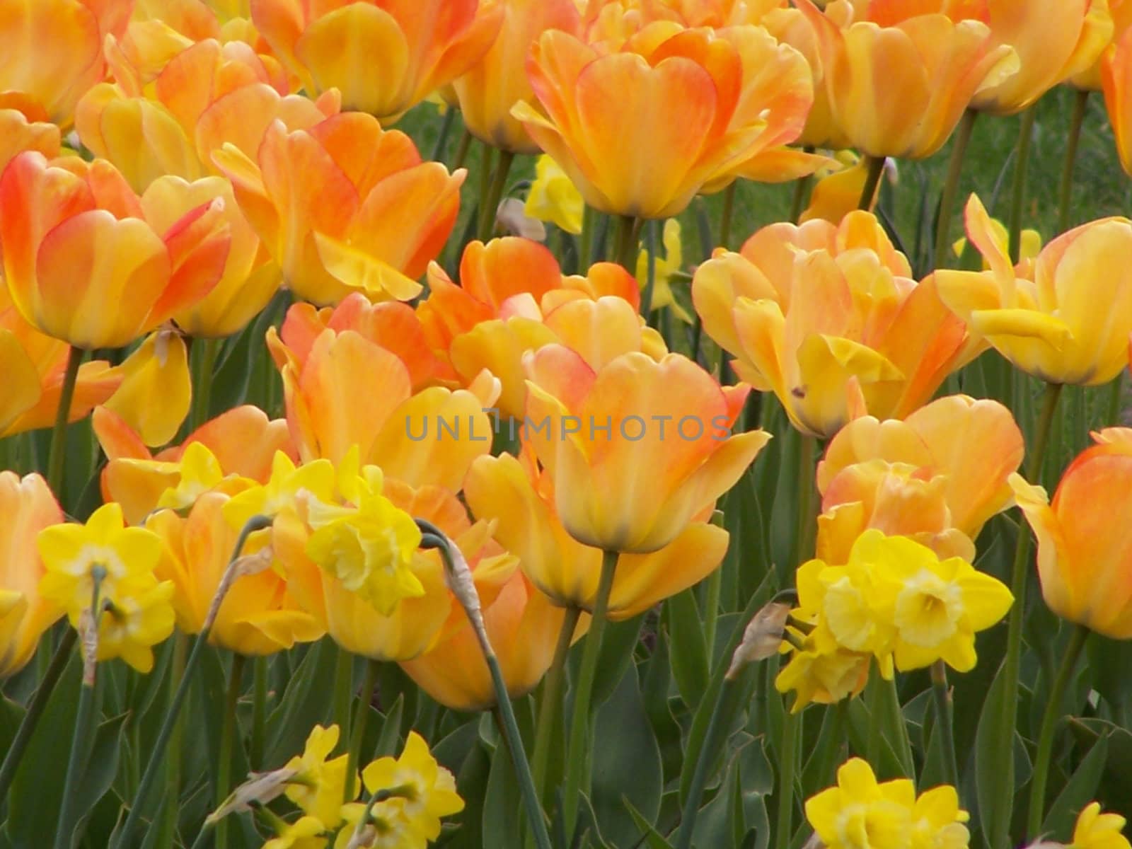 Orange and yellow colored tulips and daffodiles.