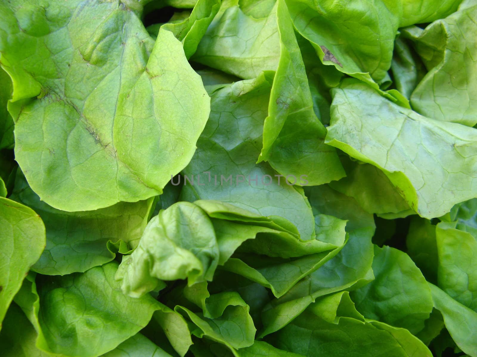 a close-up image of of a green salad