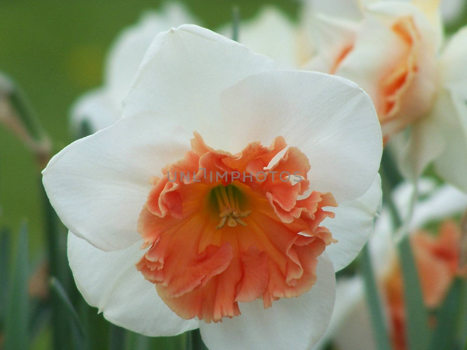 Dainty spring daffodil. Close up.