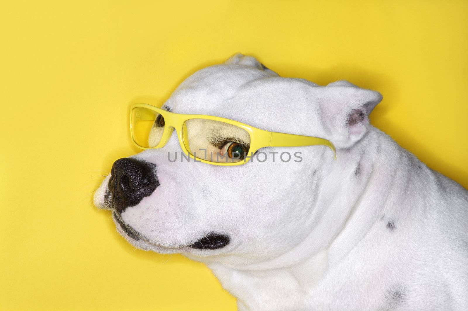 White dog wearing yellow glasses. by iofoto