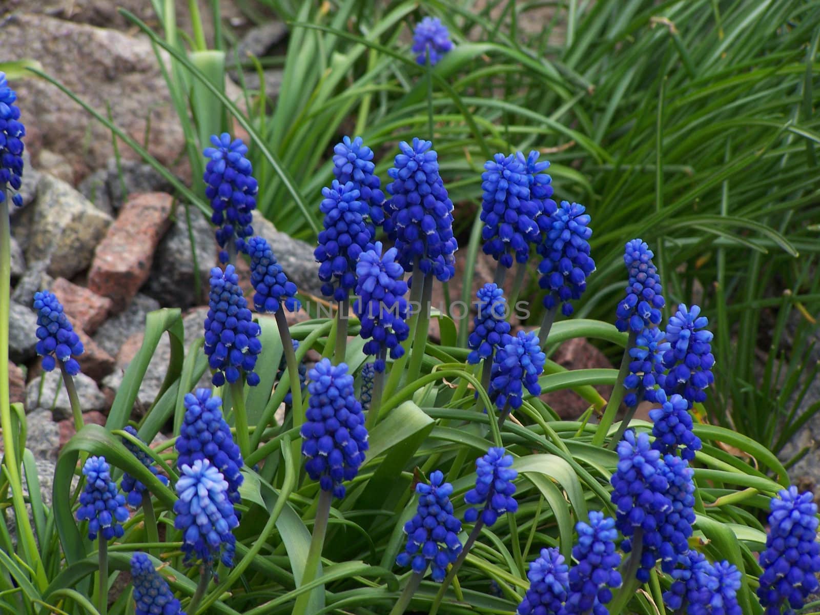 Blue flowers, fresh grass and stones. Macro