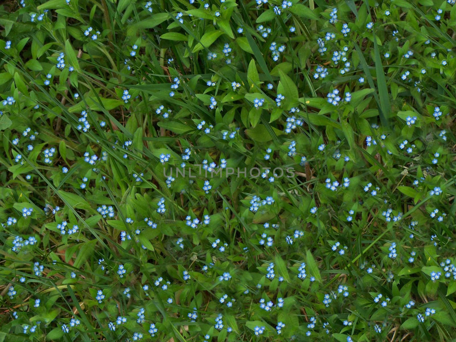 Little light blue flowers. Close up. Background.