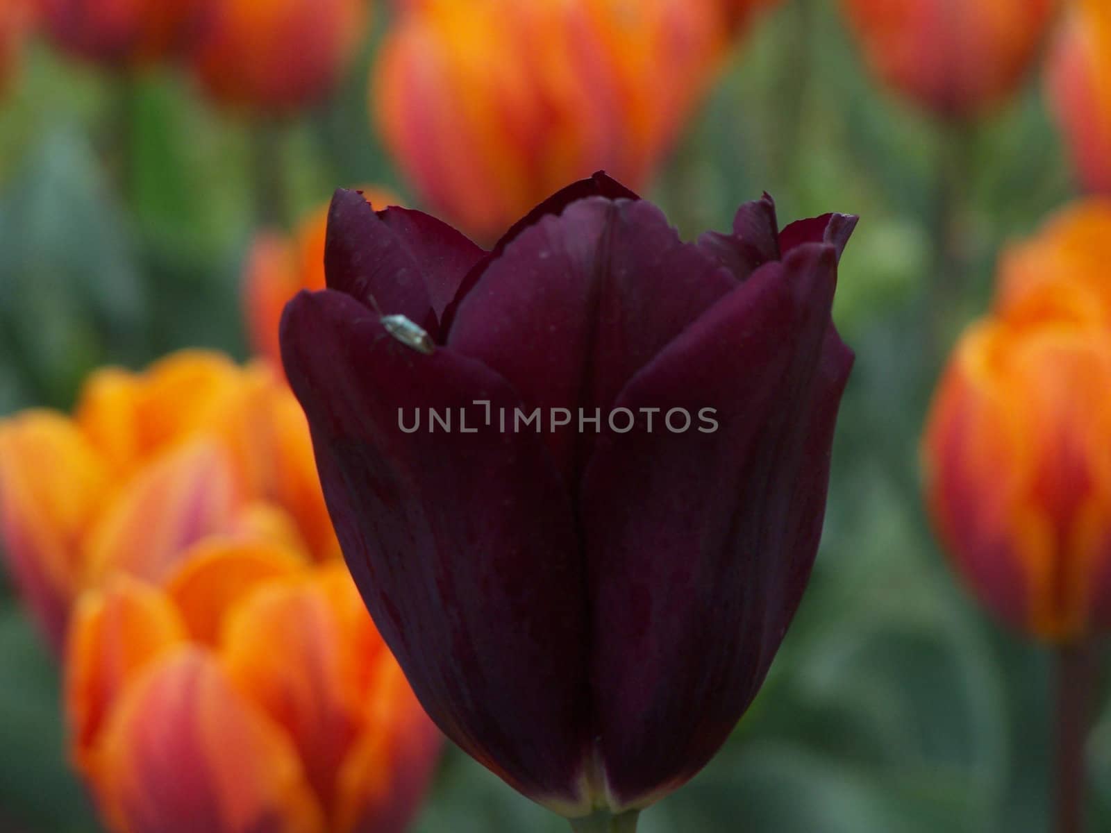 Tulip full of passion and litle bug sitting on one of the petals