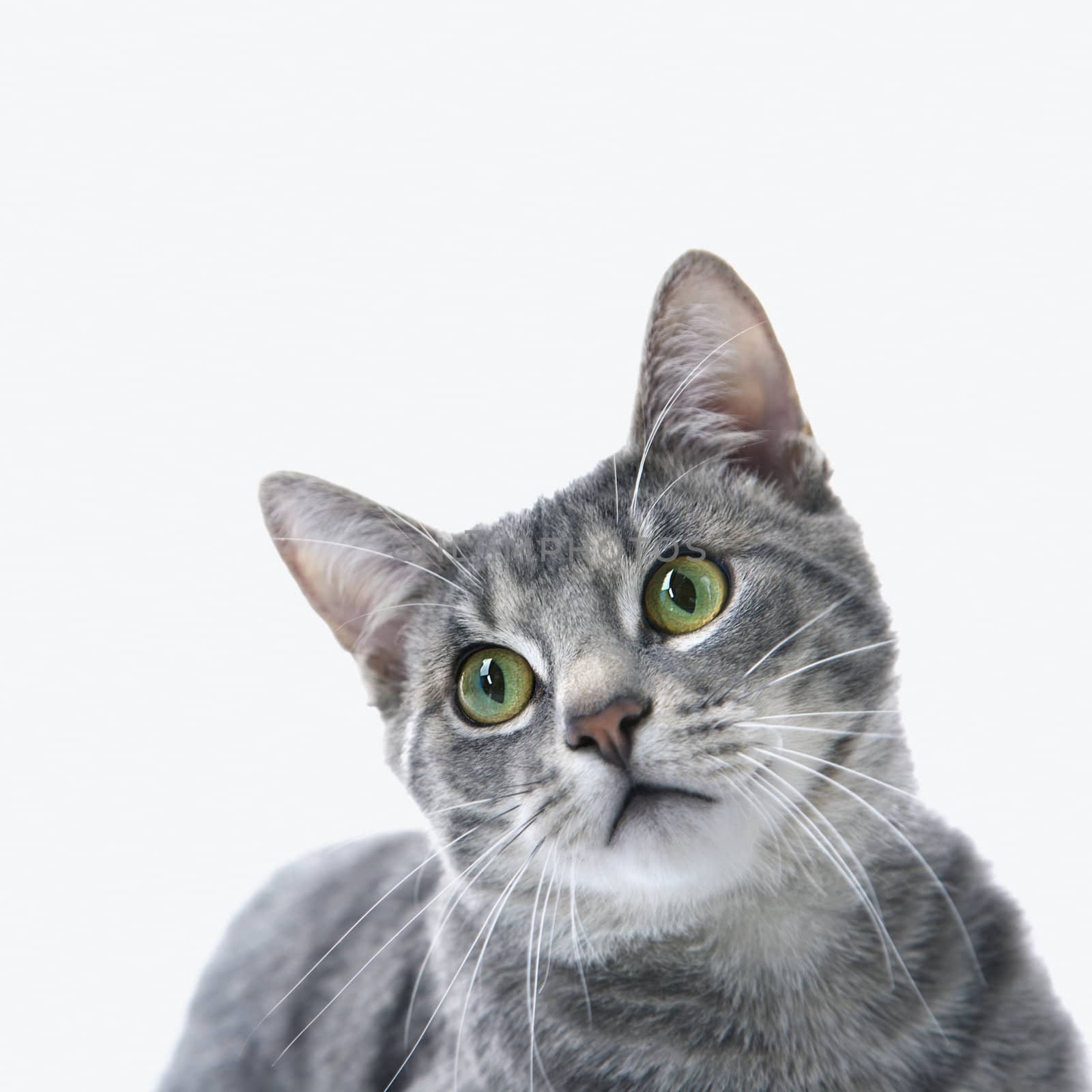 Portrait of gray striped cat. by iofoto
