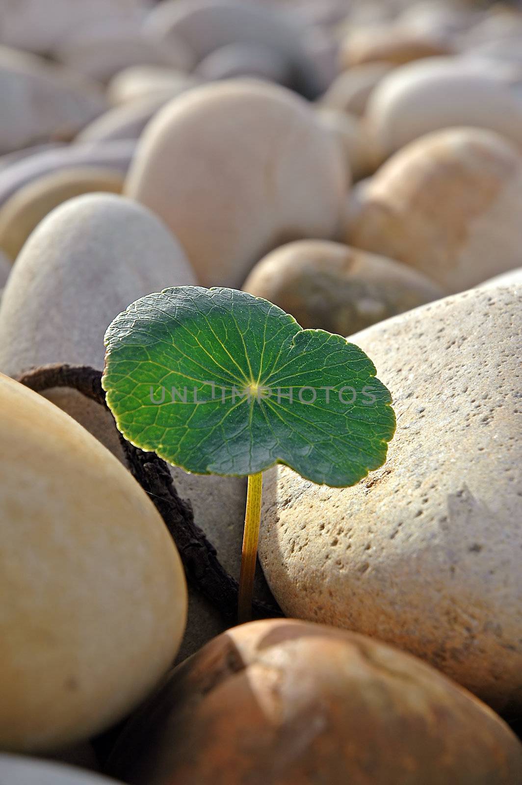 green flower over beach pebles