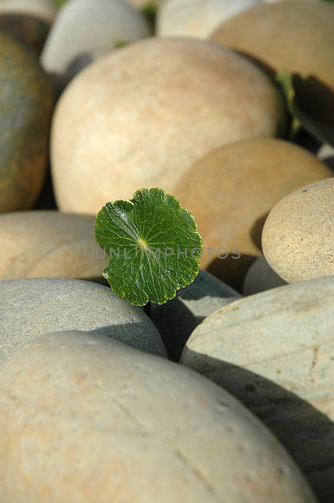 small green flower at pebbles in the beach