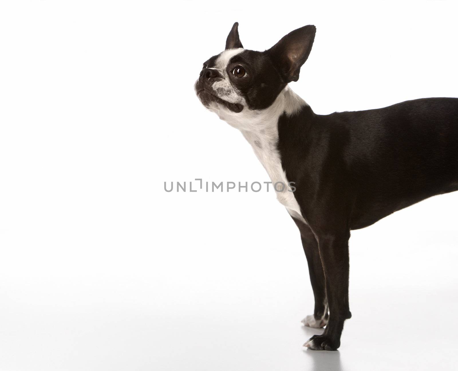 Boston Terrier dog.